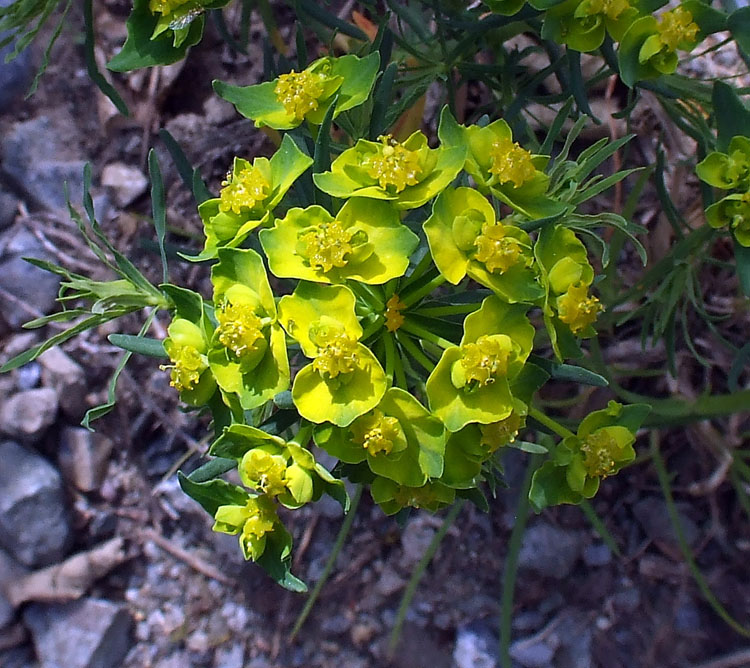 Euphorbia cyparissias / Euforbia cipressina